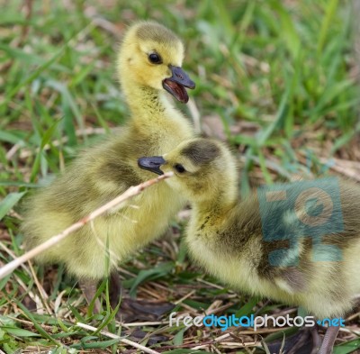 Funny Isolated Photo With Two Cute Chicks Stock Photo