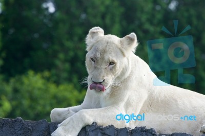 Funny Lion Shows Her Tongue Stock Photo