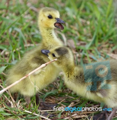 Funny Photo Of The Amazed Screaming Chick Stock Photo