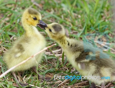 Funny Photo Of Two Cute Young Chicks Of The Canada Geese In Love… Stock Photo