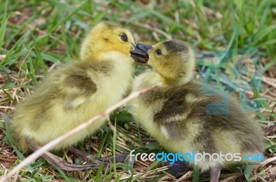 Funny Picture With Kissing Young Chicks Of The Canada Geese Stock Photo