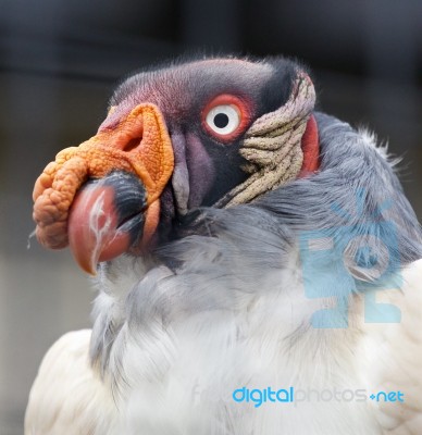 Funny Portrait Of A King Vulture Stock Photo