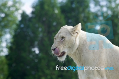 Funny White Lion's Portrait With The Long Tongue Stock Photo