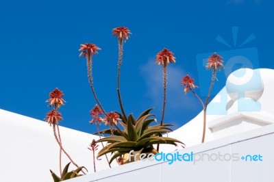 Fynbos Aloe ( Aloe Succotrina) Stock Photo