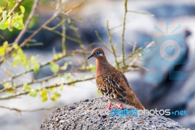 Galapagos Dove In Espanola Island Stock Photo