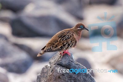 Galapagos Dove In Espanola Island Stock Photo