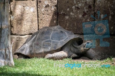 Galapagos Giant Tortoise (chelonoidis Nigra) In The Bioparc Fuen… Stock Photo