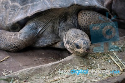 Galapagos Giant Tortoise (chelonoidis Nigra) In The Bioparc Fuen… Stock Photo