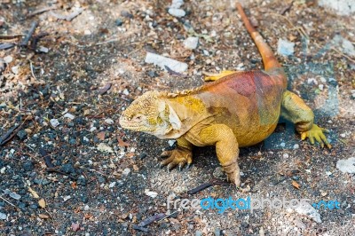 Galapagos Land Iguana Stock Photo