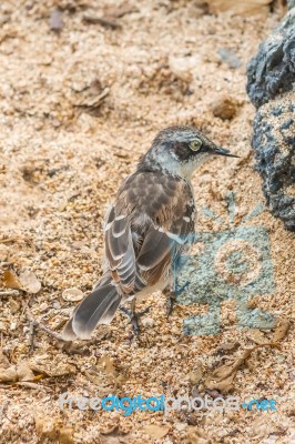 Galapagos Mockingbird In Santa Cruz Island Stock Photo