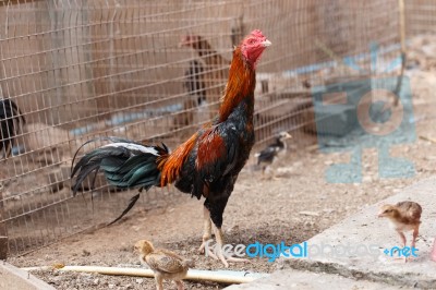 Gamecock Stock Photo