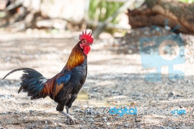 Gamecock Stock Photo