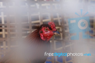 Gamecock Stock Photo