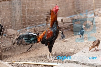 Gamecock Stock Photo