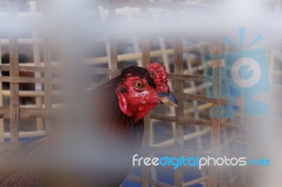 Gamecock Stock Photo