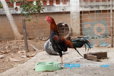 Gamecock Stock Photo