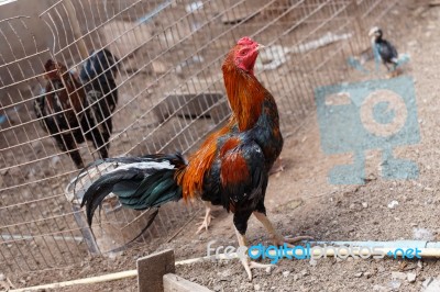 Gamecock Stock Photo