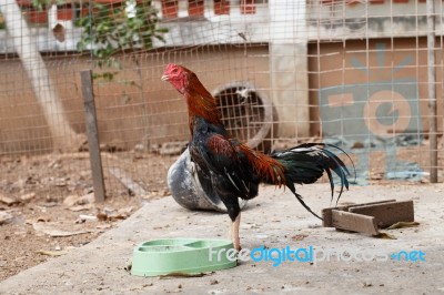 Gamecock Stock Photo