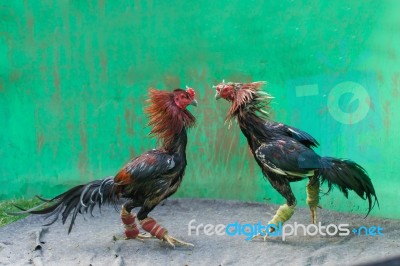 Gamecocks Fight Stock Photo