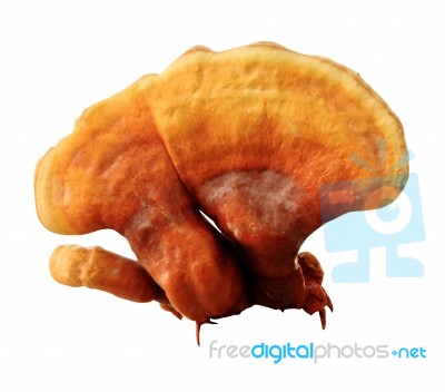 Ganoderma Lucidum Stock Image