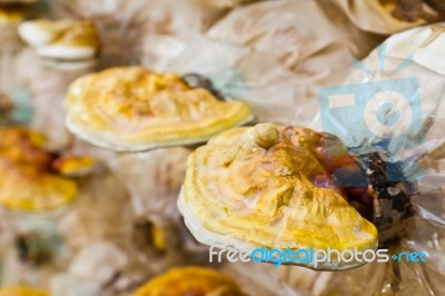 Ganoderma  Lucidum In Farm Stock Photo