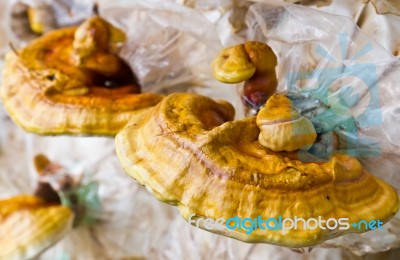 Ganoderma Lucidum Mushroom Stock Photo