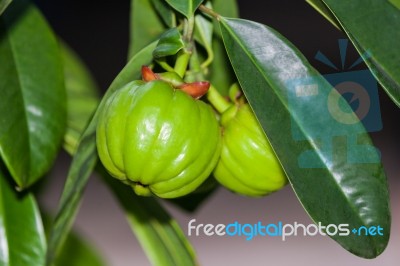 Garcinia Cambogia Hanging From A Tree In An Orchard.  (thai Herb… Stock Photo