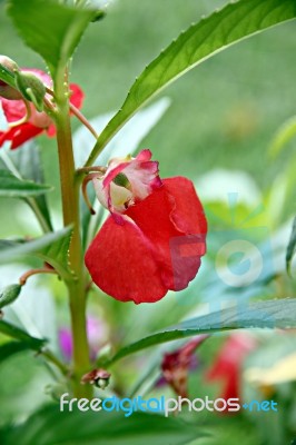Garden Balsam Or Rose Balsam Stock Photo