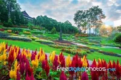 Garden Flowers, Mae Fah Luang Garden Locate On Doi Tung In Chiang Rai,thailand Stock Photo