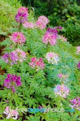 Garden Flowers Of Cleome With Multi-colored Stock Photo