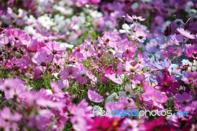 Garden Of Colorful Cosmos Flower As Background Stock Photo