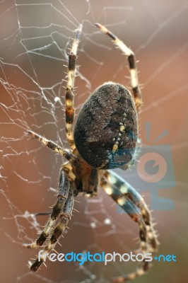 Garden Spider Stock Photo