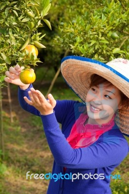 Gardener Girl In Orange Garden Stock Photo