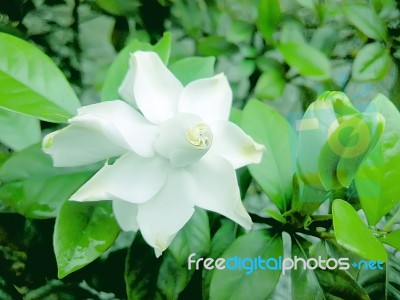 Gardenia Flower Stock Photo