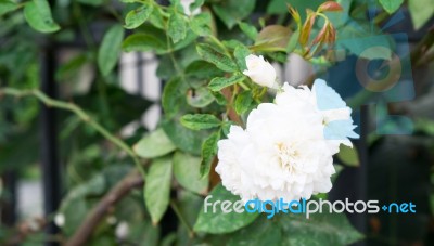 Gardenia Flower Stock Photo
