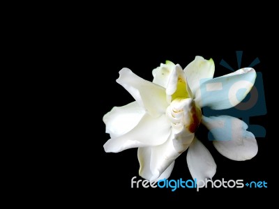 Gardenia Flower Isolated On Black Background Stock Photo