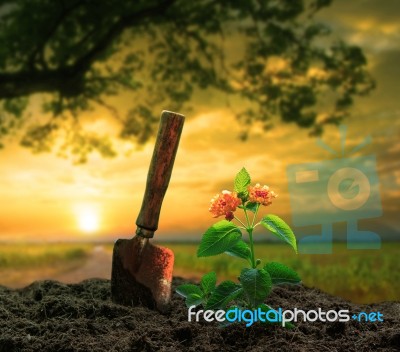 Gardening Tool And Flowers Planting On Dirt Against Beautiful  Sun Set Sky Stock Photo