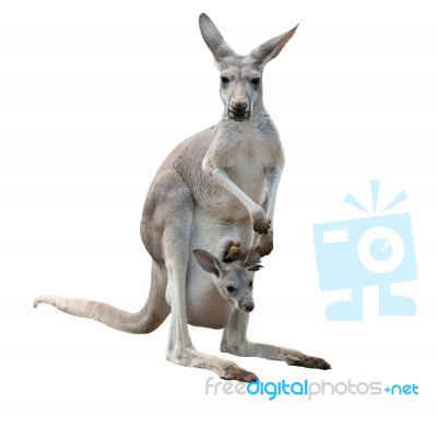 Gray Kangaroo With Joey Stock Photo