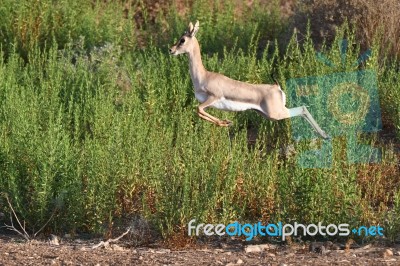 Gazelle Stock Photo