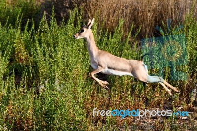 Gazelle Stock Photo