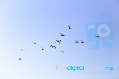 Geese Flying In Blue Spring Sky, V-formation Stock Photo