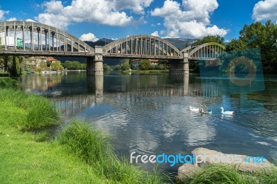 Geese On The River Adda At Brivio Lombardy Italy Stock Photo