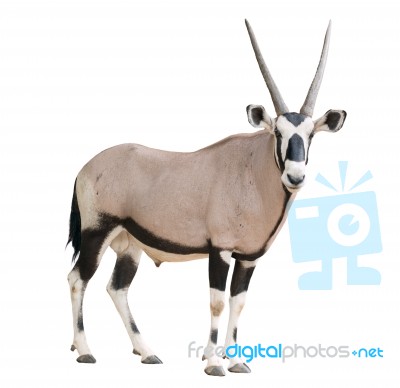 Gemsbok Or Oryx Stock Photo