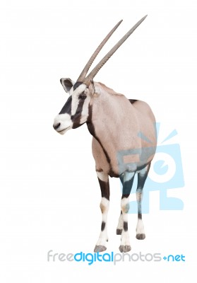 Gemsbok Or Oryx Stock Photo