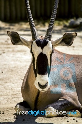 Gemsbuck Antelope (oryx Gazella) On A Zoo Stock Photo