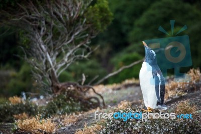 Gentoo Penguin Stock Photo