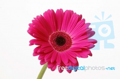 Gerbera Stock Photo