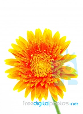 Gerbera Flower Stock Photo