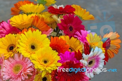 Gerbera Flower Stock Photo