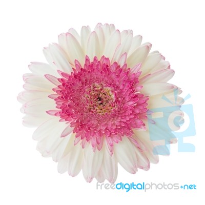 Gerbera Flower Stock Photo